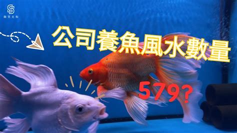 風水魚要養幾隻|養風水魚數量攻略：命格五行對應養魚條數 